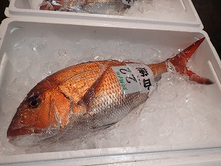 マダイ(賀露:イカ釣)神経締め処理