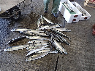 サゴシ（サワラの未成魚）