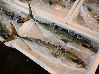 ハマチ(ブリの若魚)