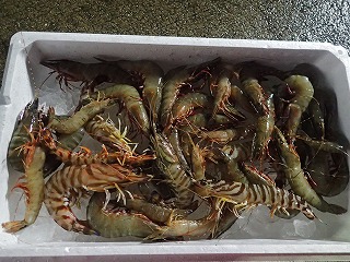 エビ類