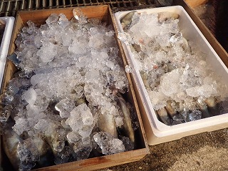 ウマヅラハギ(でんぼ、ちゅーかー)