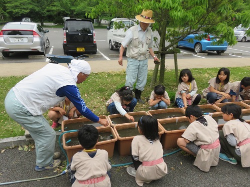 田植え