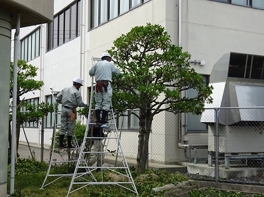 剪定の様子