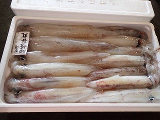 ケンサキイカ(白いか)
