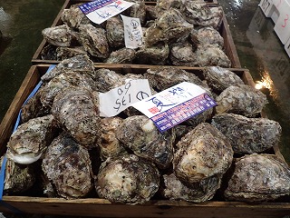 イワガキ「夏輝(なつき)」