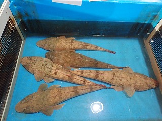 マゴチ