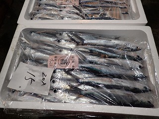 ツクシトビウオ(角あご)