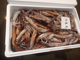 スルメイカ(しまめいか)