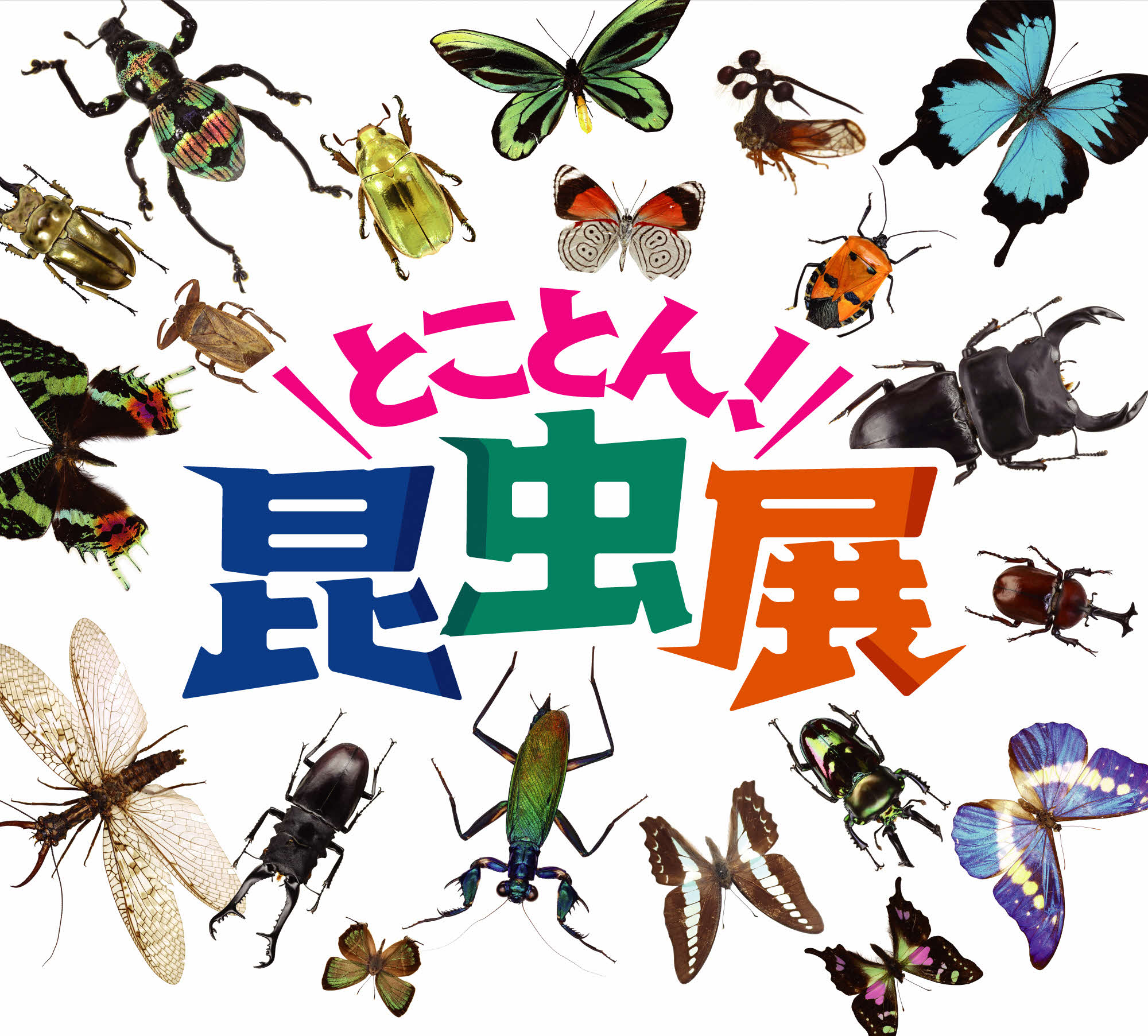 チラシ