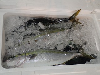 ハマチ(ブリの若魚)