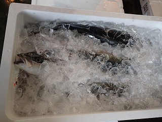 ハマチ(ブリの若魚)