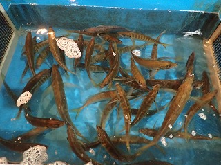 活マアジ