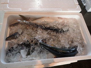 ハマチ(ブリの若魚)