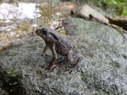 小さなヒキガエル