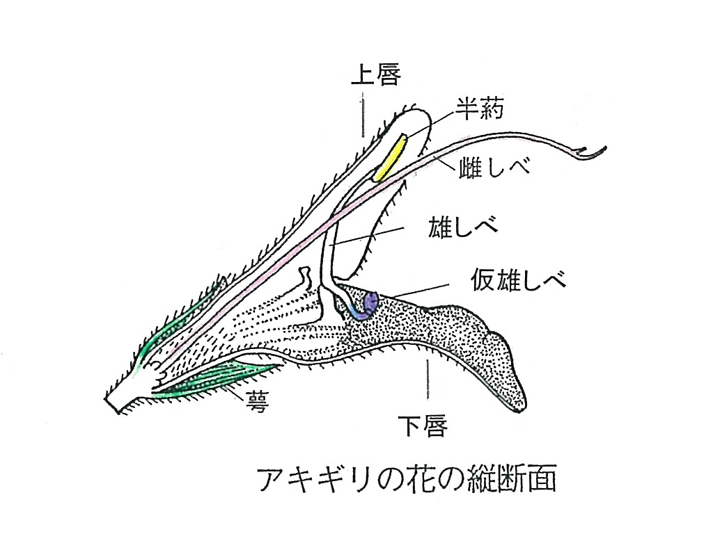 hananotukuri