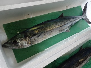 サワラ（3kg以上の2歳魚）