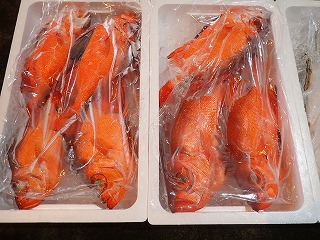 チカメキントキダイ(きんめ、へいけだい)