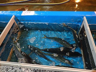 ハマチ(ブリの若魚)