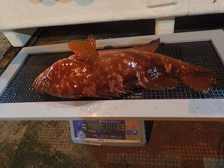 キジハタ550mm(3.0kg)