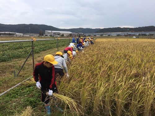 稲刈りの様子