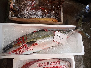 ヒラマサ(夏泊小型定置網)