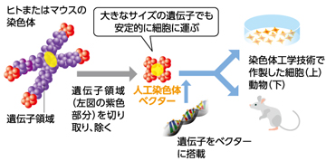 染色体工学技術イラスト