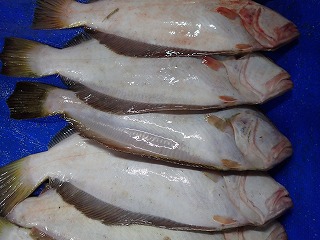 ヒラメ放流魚(真ん中)