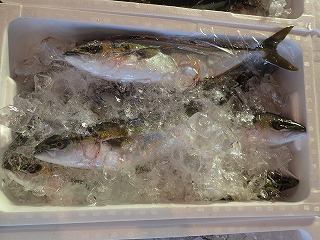 ハマチ(ブリの若魚)6本入り