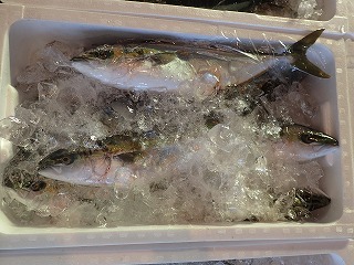 ハマチ（ブリの若魚）6本入り