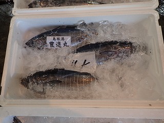 ヨコワ(クロマグロの幼魚)