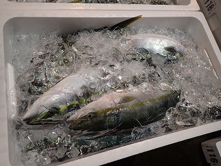 ハマチ(ブリの若魚)