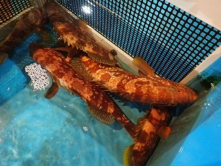キジハタ（あこう）