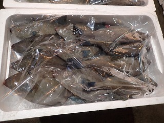 ウマヅラハギ(ちゅーかー)