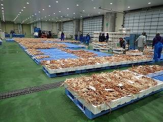 松葉がに(オスのズワイガニ)