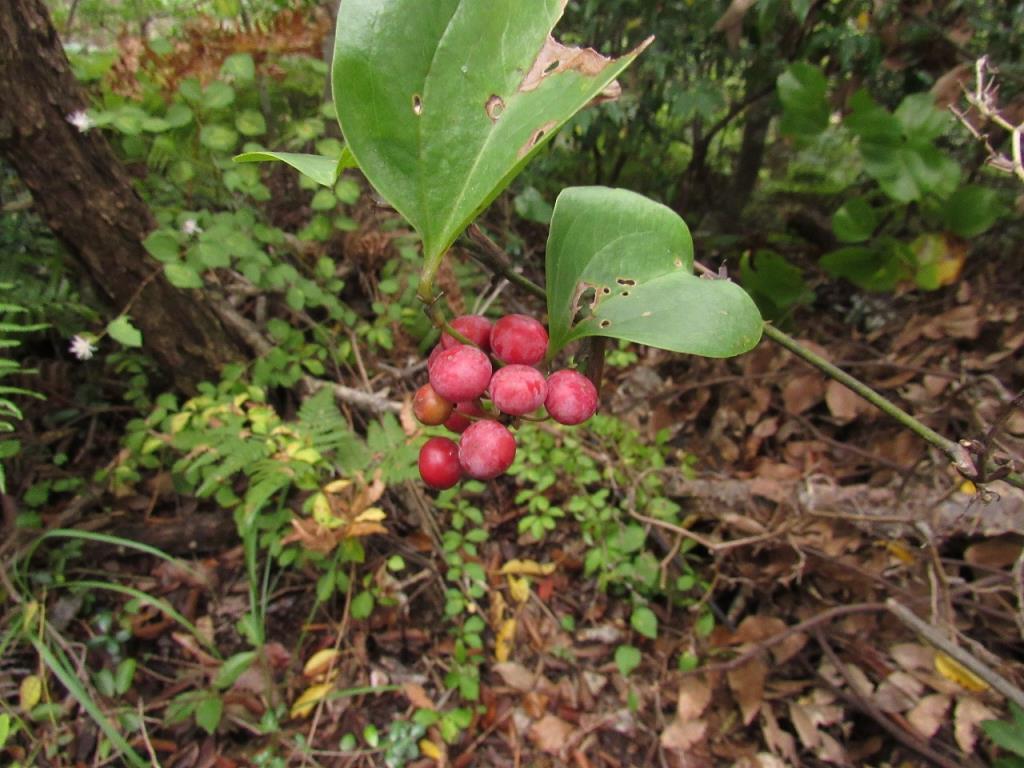 sarutoriibarakajitu