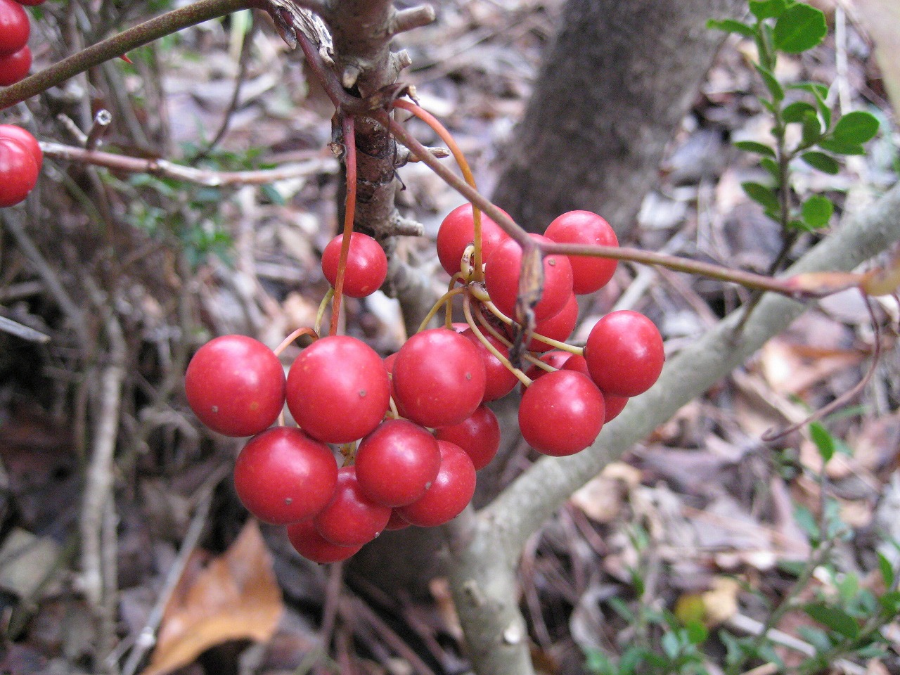 sarutoriibaranokajitu