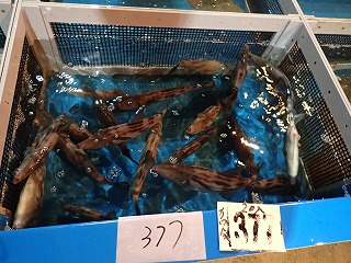 ウマヅラハギ(ちゅーかー)
