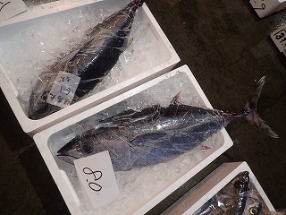 ヨコワ(クロマグロの若魚)