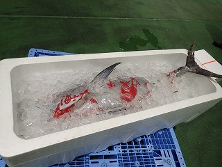クロマグロ