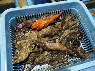 オニオコゼ