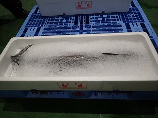 サワラ