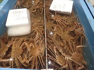若松葉がに(脱皮後6ヵ月以内の雄のズワイガニ)
