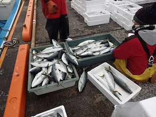 ハマチ（ブリの若魚）の水揚げ