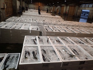 酒津~泊の水揚げ状況