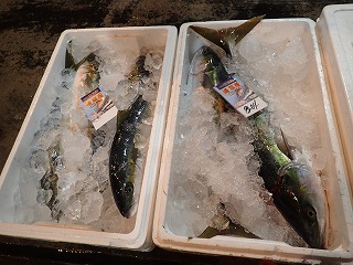 左ヒラマサ、右マルゴ