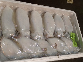 コウイカ