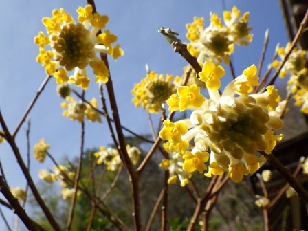 ミツマタの花