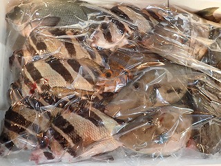 左列:ユウダチタカノハ、中央:タカノハダイ