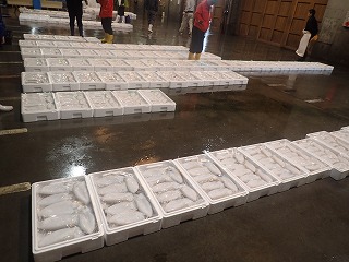 水揚げ状況(賀露)