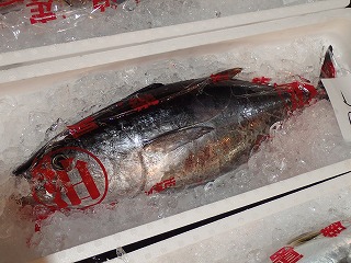 ヨコワ(クロマグロの若魚)